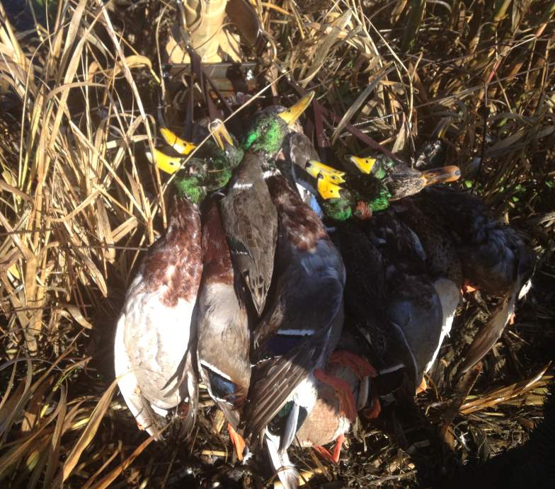 Auto Jerk Decoy System Photo Album