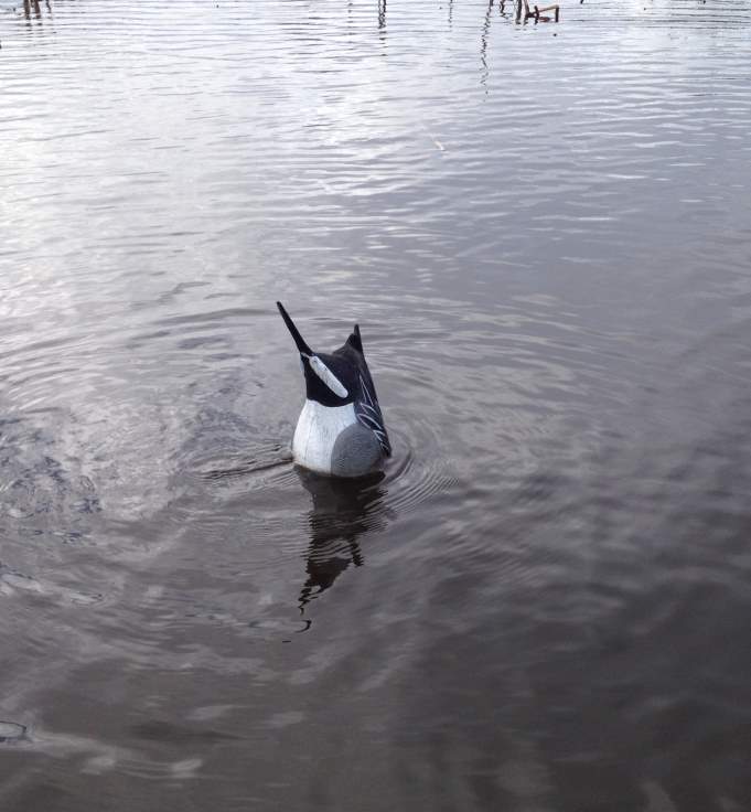 Auto Jerk Decoy System Photo Album